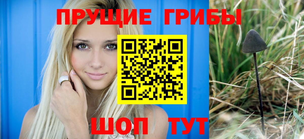 Псилоцибиновые грибы Psilocybine cubensis Абакан